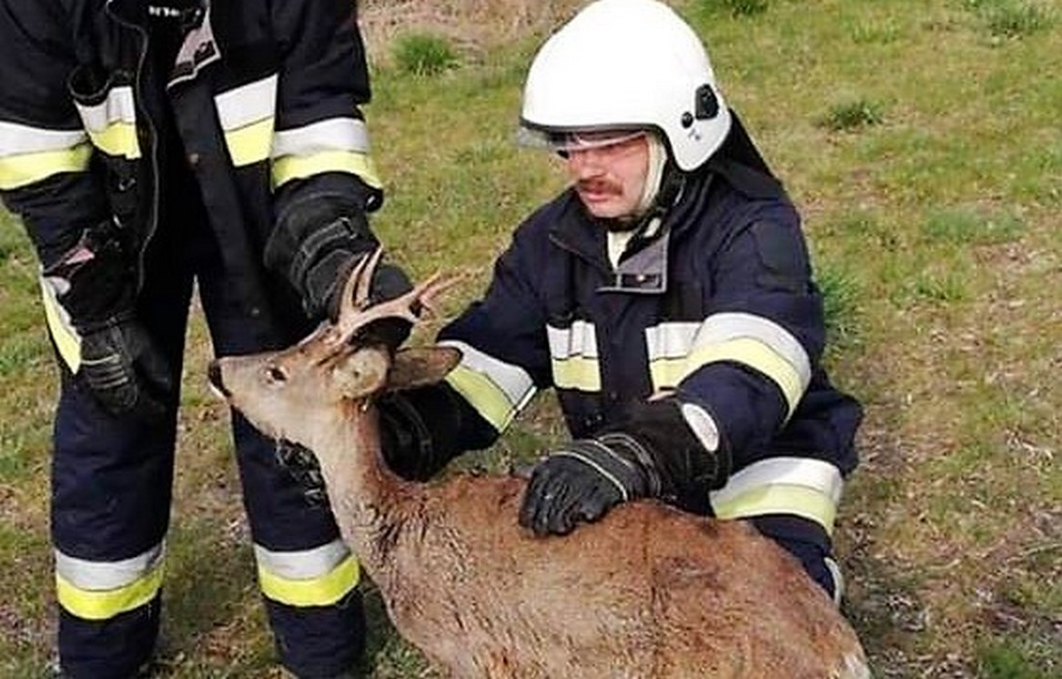 trażacy z OSP Kowale Pańskie uratowali jelenia